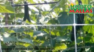 garden crops using hortomallas support net