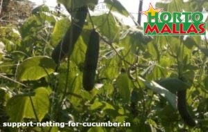 cucumber crops in cropfield