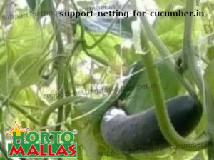 cucmber crops using trellis support net