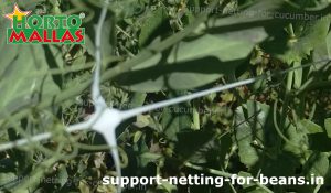 hortomallas support net installed on plants in garden