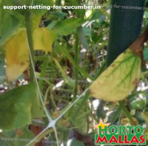 trelllis support net in garden crops