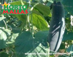 cucmber plant using support net