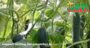 cucumber plants in cropfield