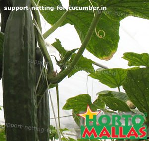 cucumber crops