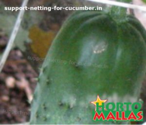 cucmber with suppport net