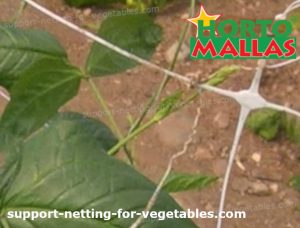 support system with trellis net