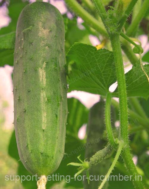Close up of a cucumber being tutored by cucumber net
