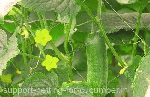Cucumber receive higher benefits from being tutored by HORTOMALLAS support net
