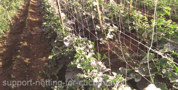 Cucumber crop with support netting HORTOMALLAS