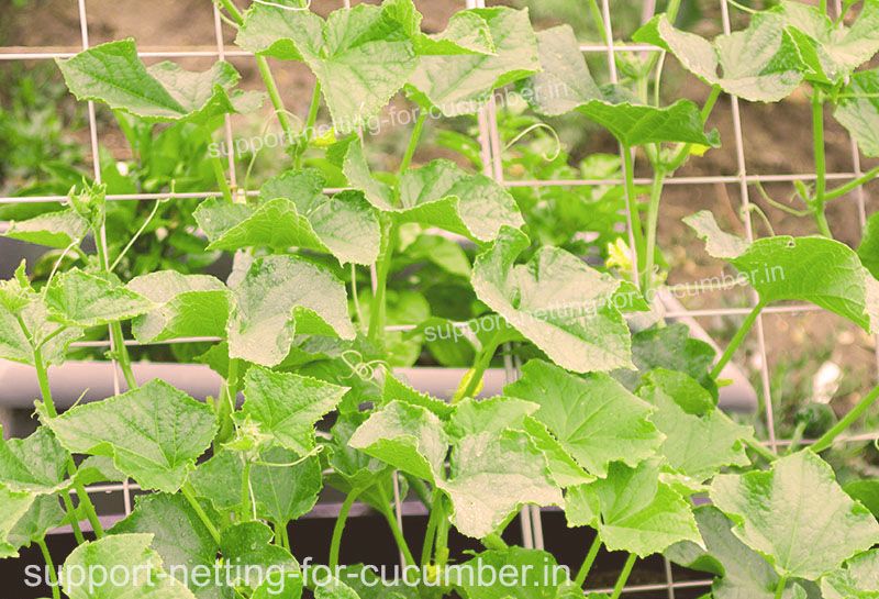 Use of Support Netting on Cucumber Cultivation
