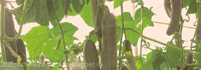 The benefits of using support netting for cucumber are evidents