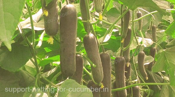 High quality cucumbers thanks of the benefit by using support nets