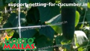 hortomallas mesh installed on cucumber crops