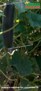 cucumber crops in cropfield