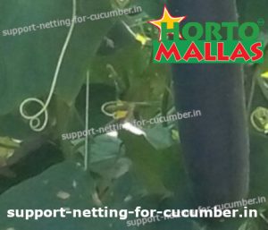 cucumber crop with hortomallas support net