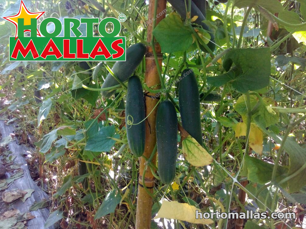 cucumber crops in cropfield