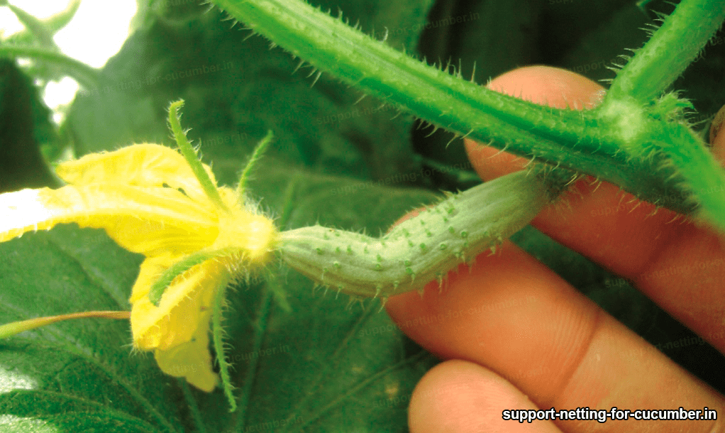 cucumber 