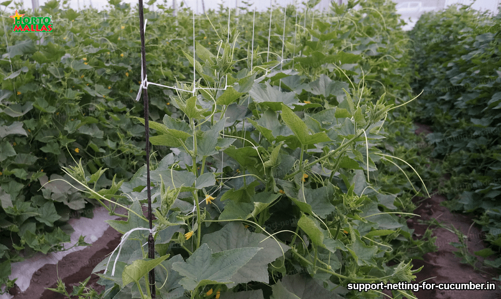 trellis netting installed on cucumber plants