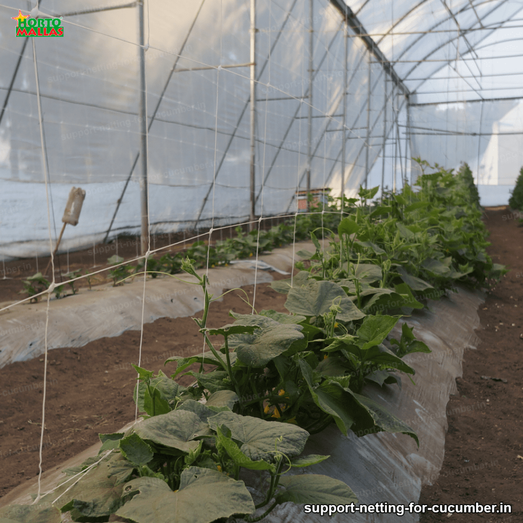 cucumbers crops trellised