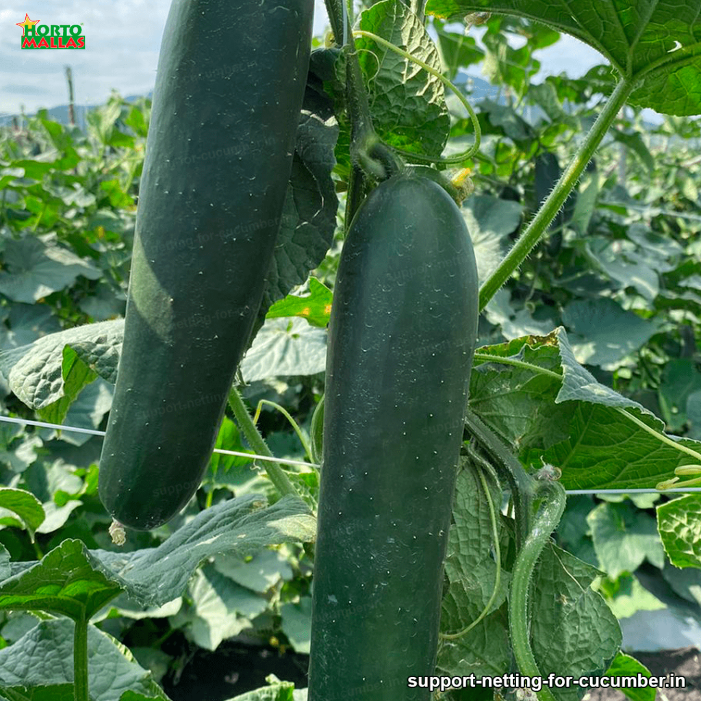 plastic mesh for cucumber crops 