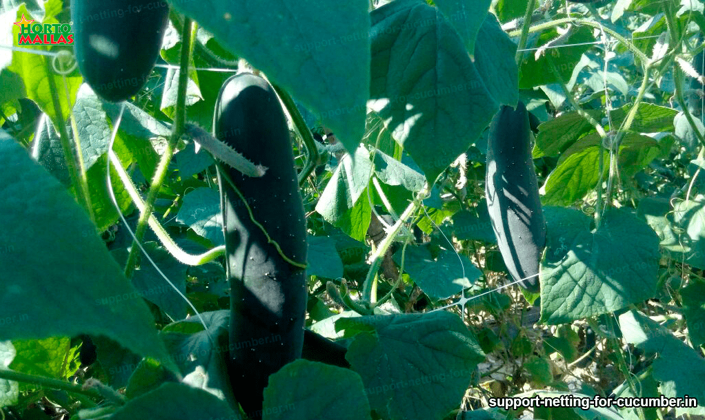 cucumber netting