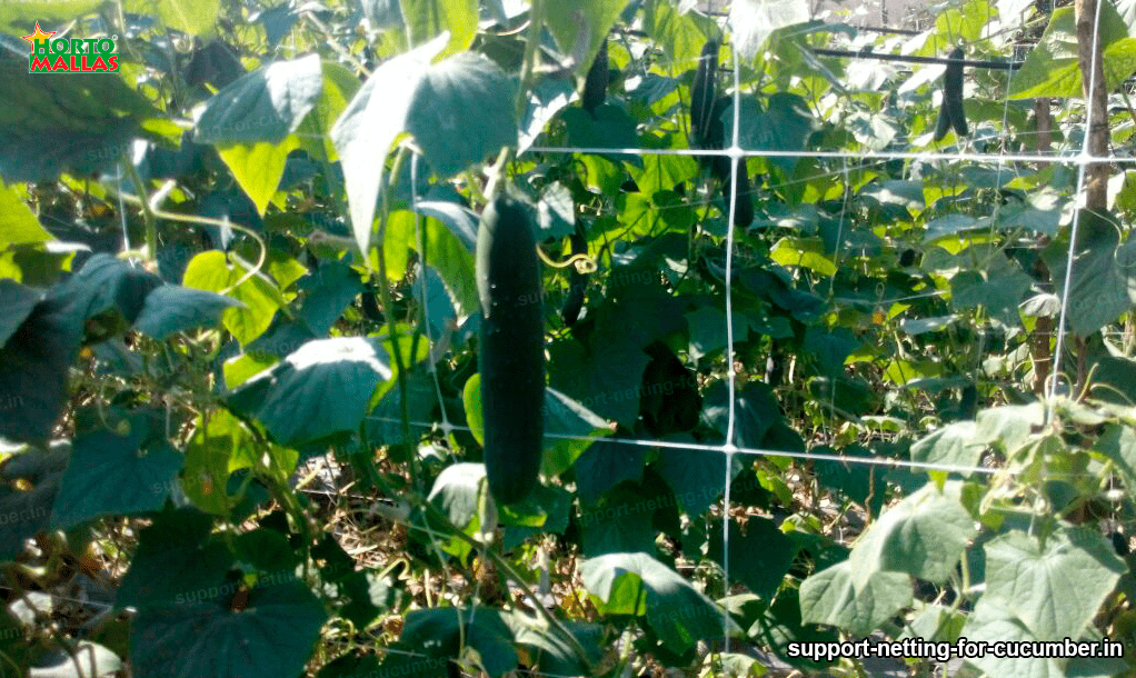 trellis netting for cucumber  crops 